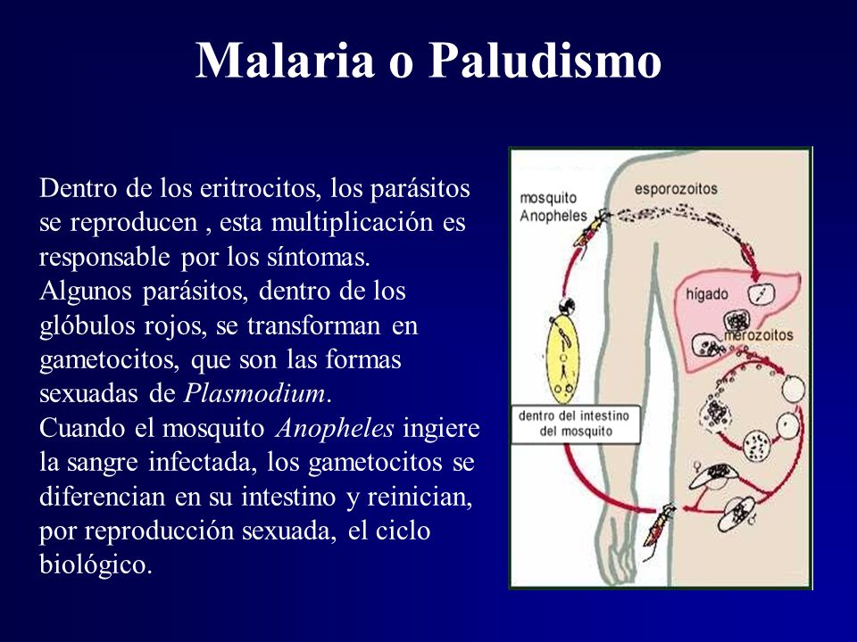 Malaria o Paludismo Dentro de los eritrocitos, los parásitos se reproducen , esta multiplicación es responsable por los síntomas.