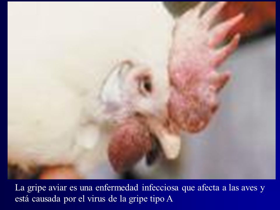 La gripe aviar es una enfermedad infecciosa que afecta a las aves y está causada por el virus de la gripe tipo A