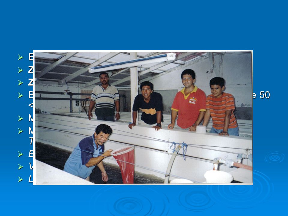 ESTADIO LARVALES. ZOEA. ZOEA 1. Balanceado microencapsuiado de micro partículas de 50 < 100 μ. Microalgas micro encapsuladas de 25 m - 30 m-