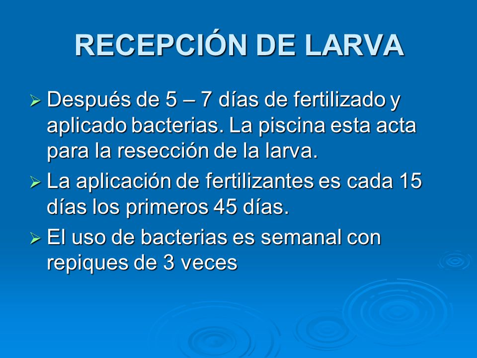 RECEPCIÓN DE LARVA Después de 5 – 7 días de fertilizado y aplicado bacterias. La piscina esta acta para la resección de la larva.