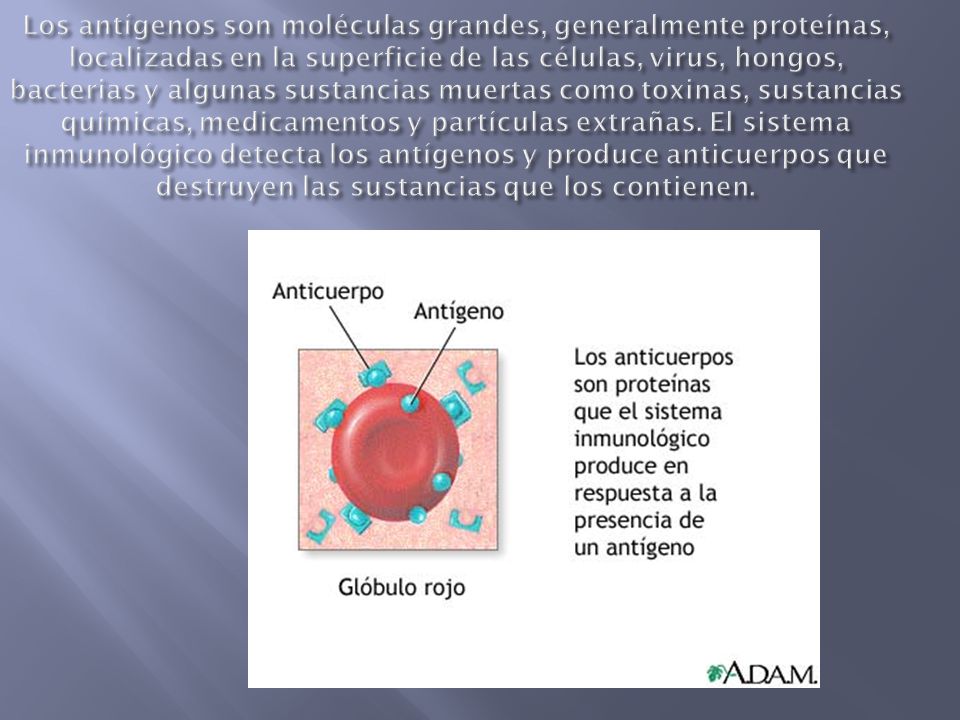 Los antígenos son moléculas grandes, generalmente proteínas, localizadas en la superficie de las células, virus, hongos, bacterias y algunas sustancias muertas como toxinas, sustancias químicas, medicamentos y partículas extrañas.