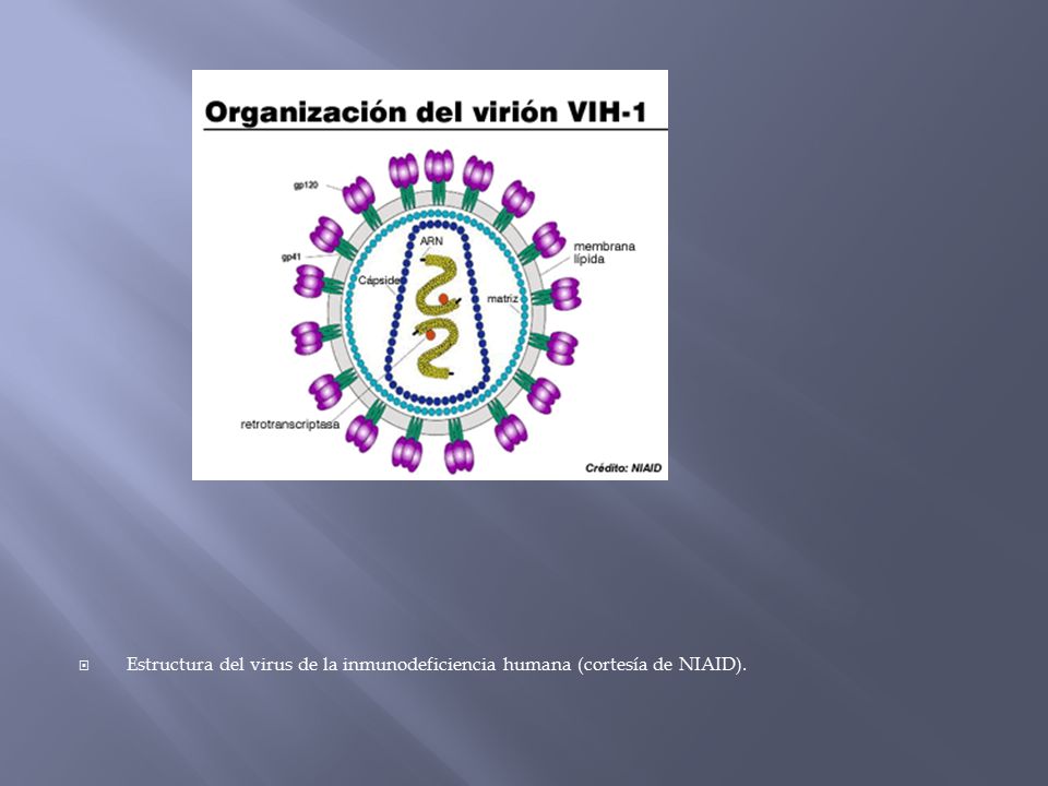 Estructura del virus de la inmunodeficiencia humana (cortesía de NIAID).