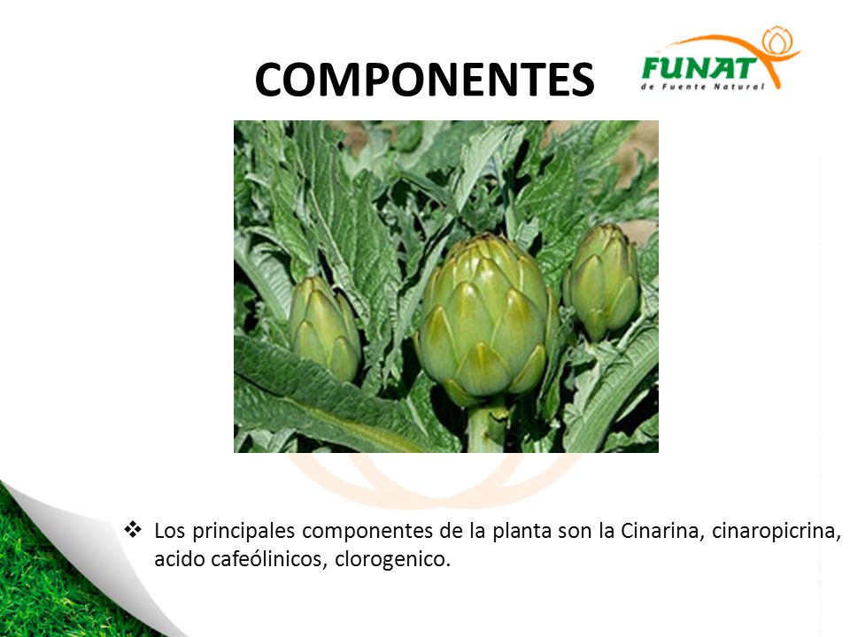 COMPONENTES Los principales componentes de la planta son la Cinarina, cinaropicrina, acido cafeólinicos, clorogenico.