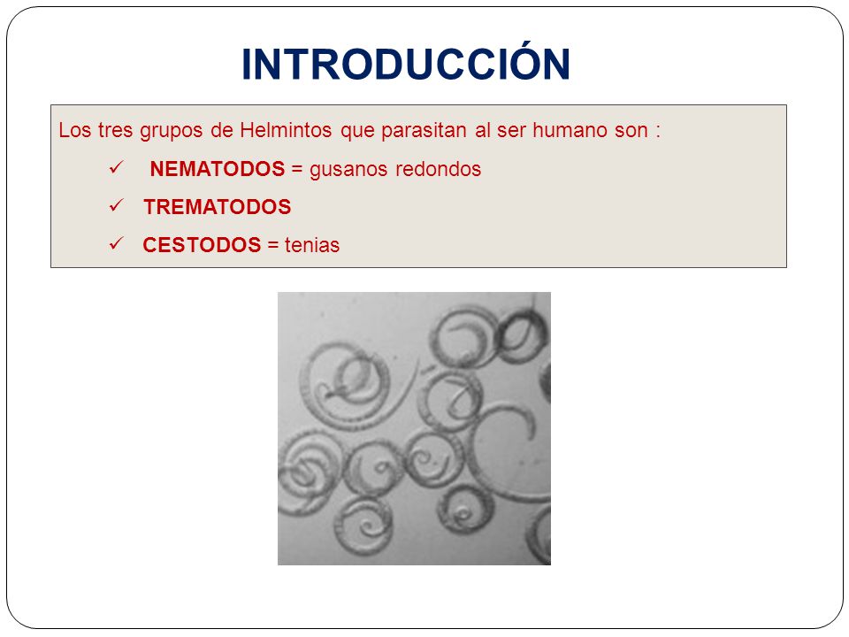 INTRODUCCIÓN Los tres grupos de Helmintos que parasitan al ser humano son : NEMATODOS = gusanos redondos.