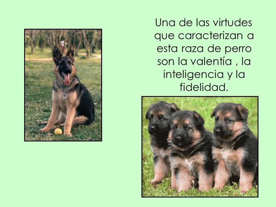 Una de las virtudes que caracterizan a esta raza de perro son la valentía , la inteligencia y la fidelidad.