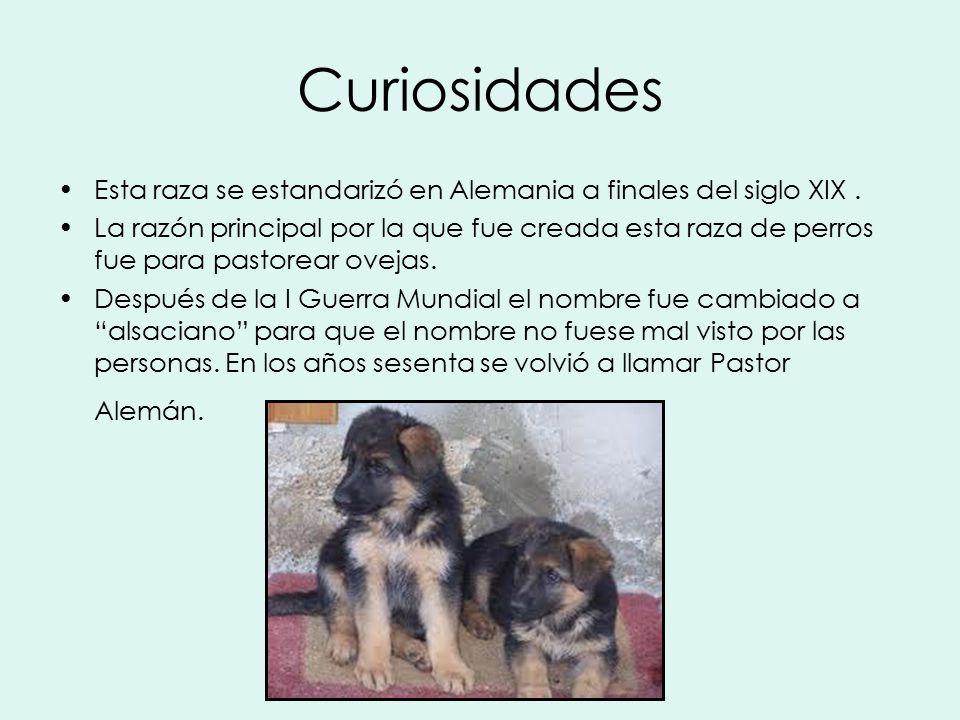 Curiosidades Esta raza se estandarizó en Alemania a finales del siglo XIX .