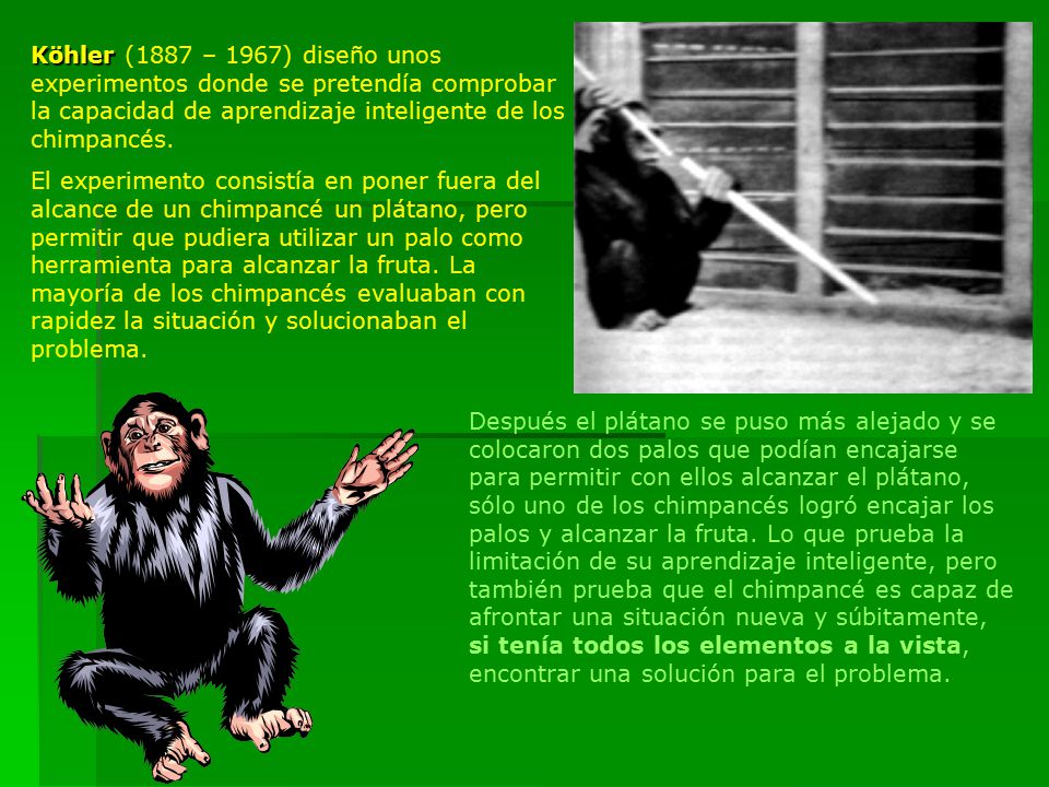 Köhler (1887 – 1967) diseño unos experimentos donde se pretendía comprobar la capacidad de aprendizaje inteligente de los chimpancés.