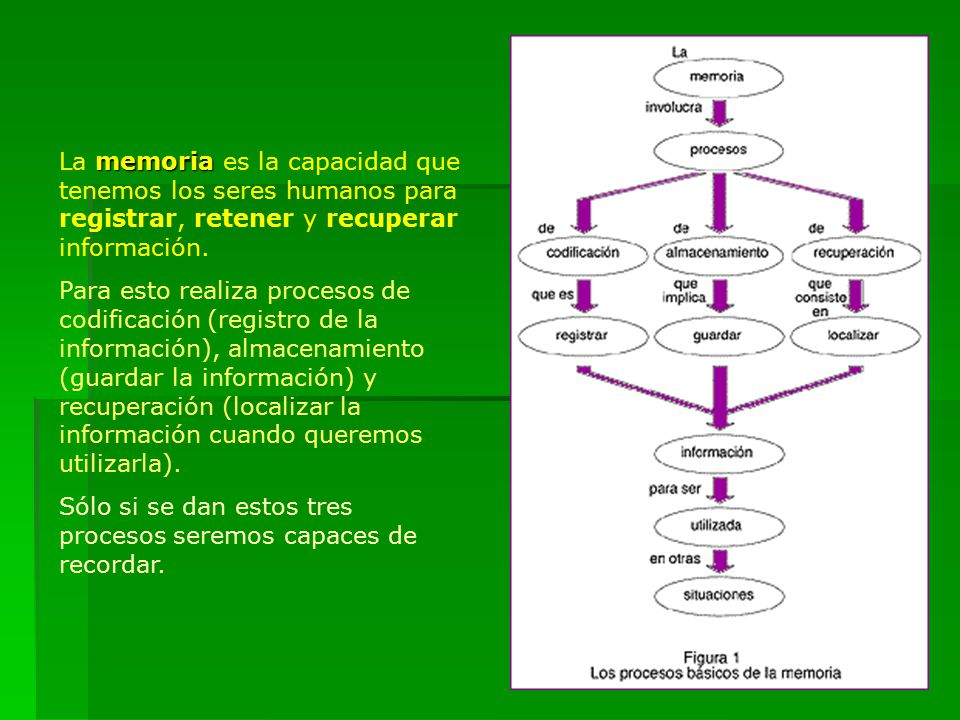 La memoria es la capacidad que tenemos los seres humanos para registrar, retener y recuperar información.