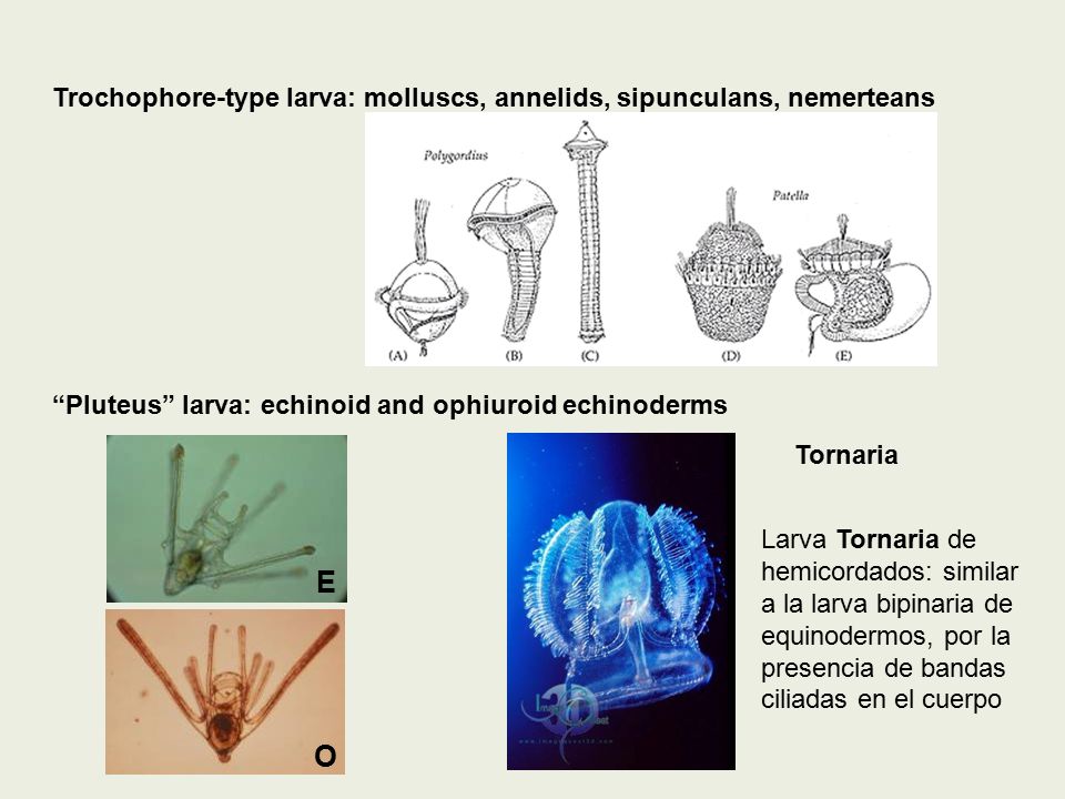 Trochophore-type larva: molluscs, annelids, sipunculans, nemerteans