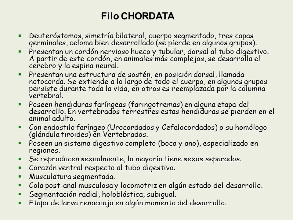 Filo CHORDATA Deuteróstomos, simetría bilateral, cuerpo segmentado, tres capas germinales, celoma bien desarrollado (se pierde en algunos grupos).