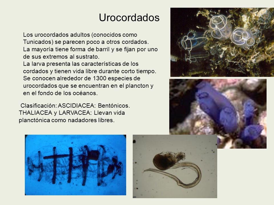 Urocordados Los urocordados adultos (conocidos como Tunicados) se parecen poco a otros cordados.