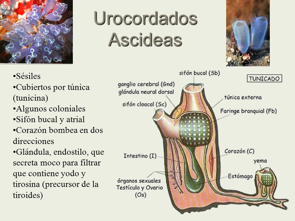 Urocordados Ascideas Sésiles Cubiertos por túnica (tunicina)