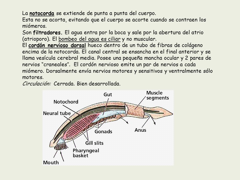 La notocorda se extiende de punta a punta del cuerpo.