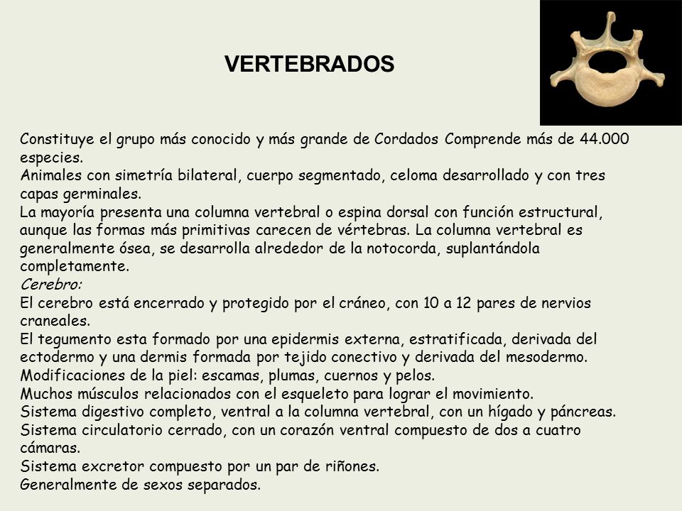 VERTEBRADOS Constituye el grupo más conocido y más grande de Cordados Comprende más de especies.