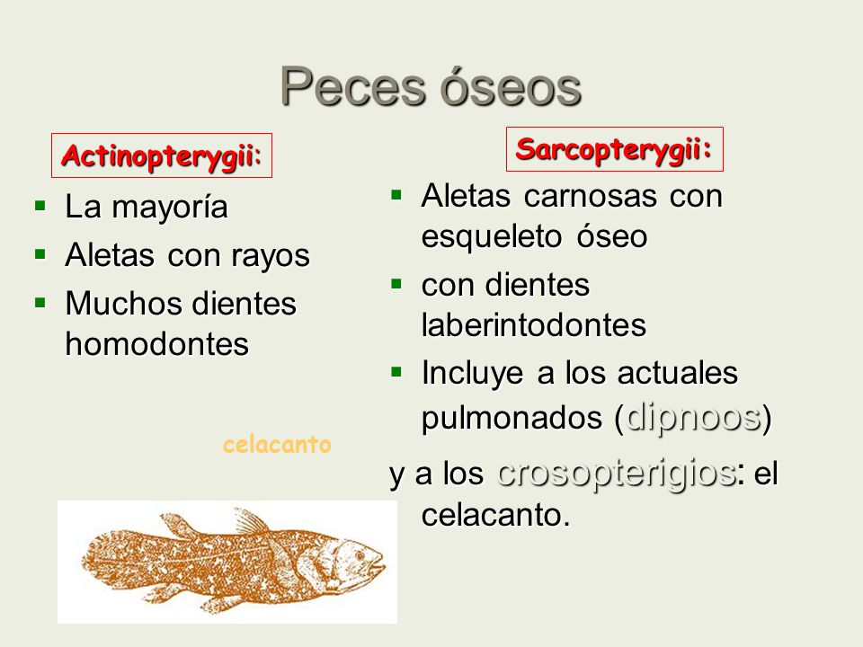 Peces óseos Aletas carnosas con esqueleto óseo La mayoría