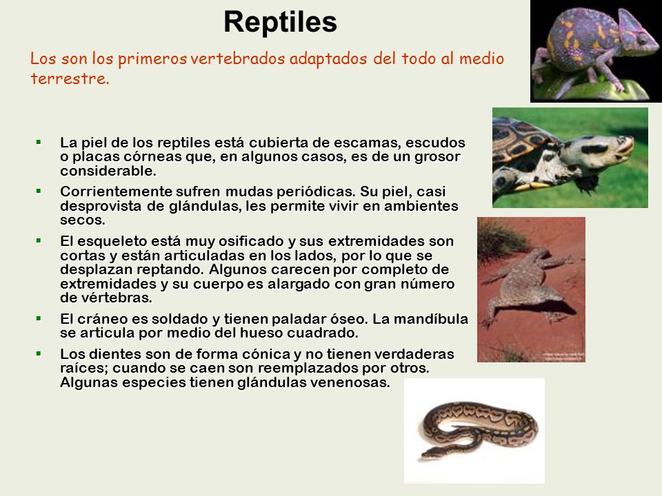 Reptiles Los son los primeros vertebrados adaptados del todo al medio terrestre.