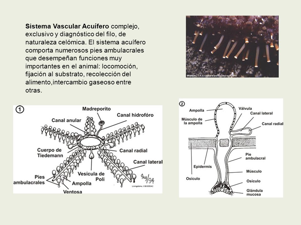 Sistema Vascular Acuífero complejo, exclusivo y diagnóstico del filo, de naturaleza celómica.
