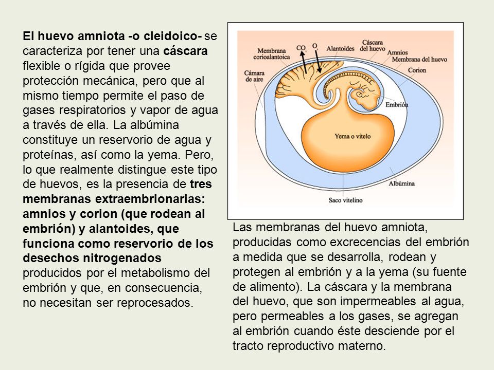 El huevo amniota -o cleidoico- se caracteriza por tener una cáscara flexible o rígida que provee protección mecánica, pero que al mismo tiempo permite el paso de gases respiratorios y vapor de agua a través de ella. La albúmina constituye un reservorio de agua y proteínas, así como la yema. Pero, lo que realmente distingue este tipo de huevos, es la presencia de tres membranas extraembrionarias: amnios y corion (que rodean al embrión) y alantoides, que funciona como reservorio de los desechos nitrogenados producidos por el metabolismo del embrión y que, en consecuencia, no necesitan ser reprocesados.