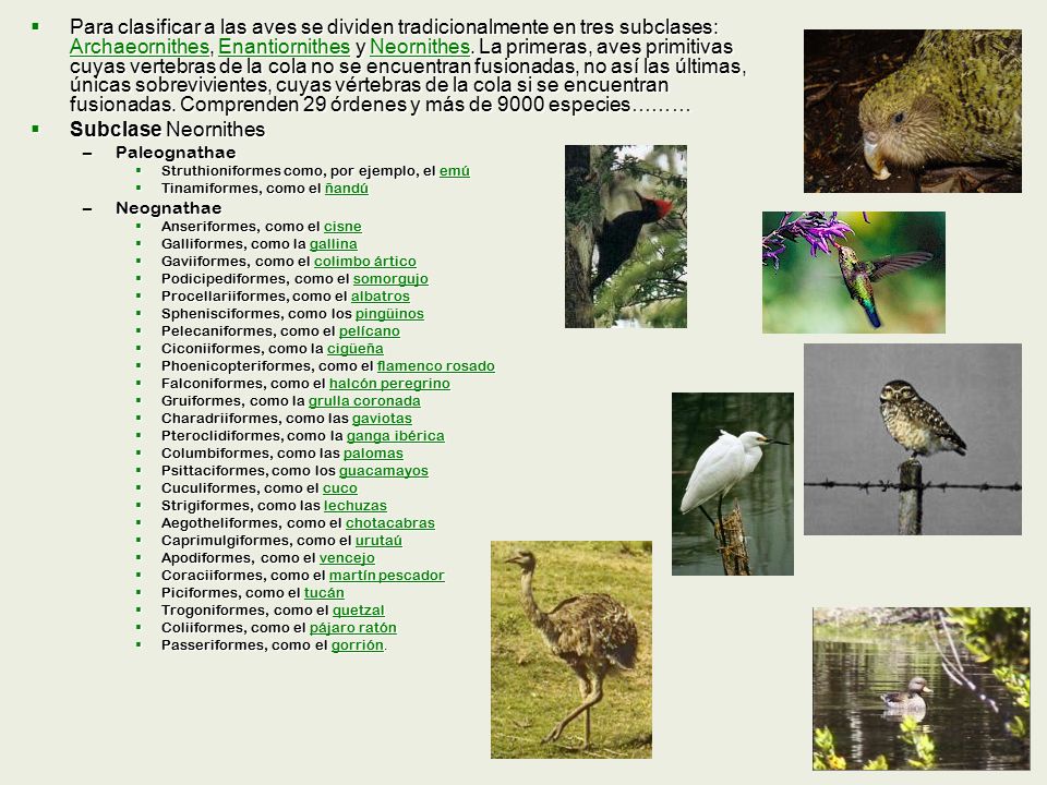 Para clasificar a las aves se dividen tradicionalmente en tres subclases: Archaeornithes, Enantiornithes y Neornithes. La primeras, aves primitivas cuyas vertebras de la cola no se encuentran fusionadas, no así las últimas, únicas sobrevivientes, cuyas vértebras de la cola si se encuentran fusionadas. Comprenden 29 órdenes y más de 9000 especies………