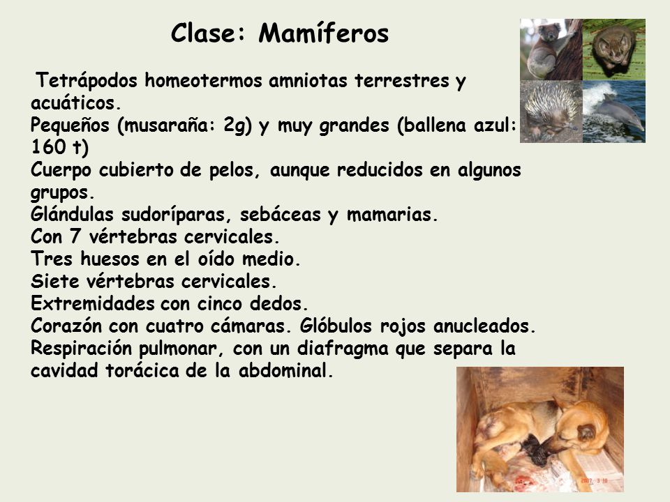 Clase: Mamíferos Tetrápodos homeotermos amniotas terrestres y acuáticos. Pequeños (musaraña: 2g) y muy grandes (ballena azul: 160 t)