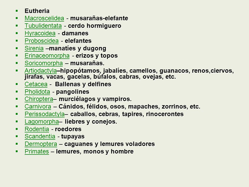 Eutheria Macroscelidea - musarañas-elefante. Tubulidentata - cerdo hormiguero. Hyracoidea - damanes.