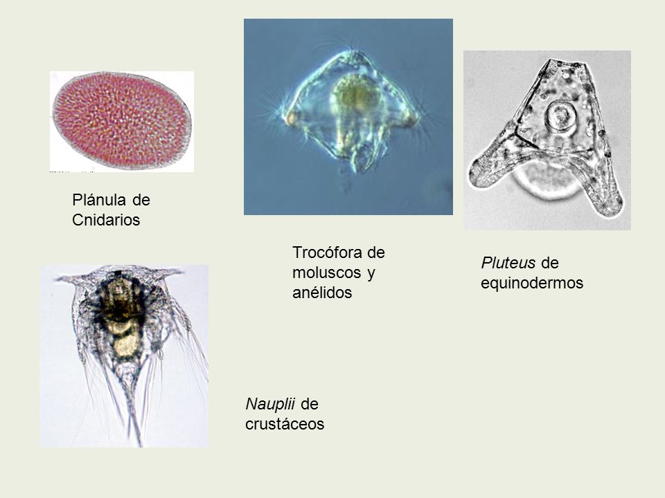 Plánula de Cnidarios Trocófora de moluscos y anélidos Pluteus de equinodermos Nauplii de crustáceos