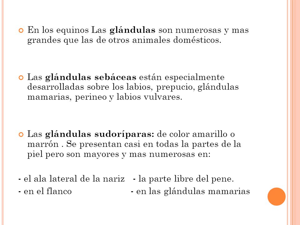 En los equinos Las glándulas son numerosas y mas grandes que las de otros animales domésticos.
