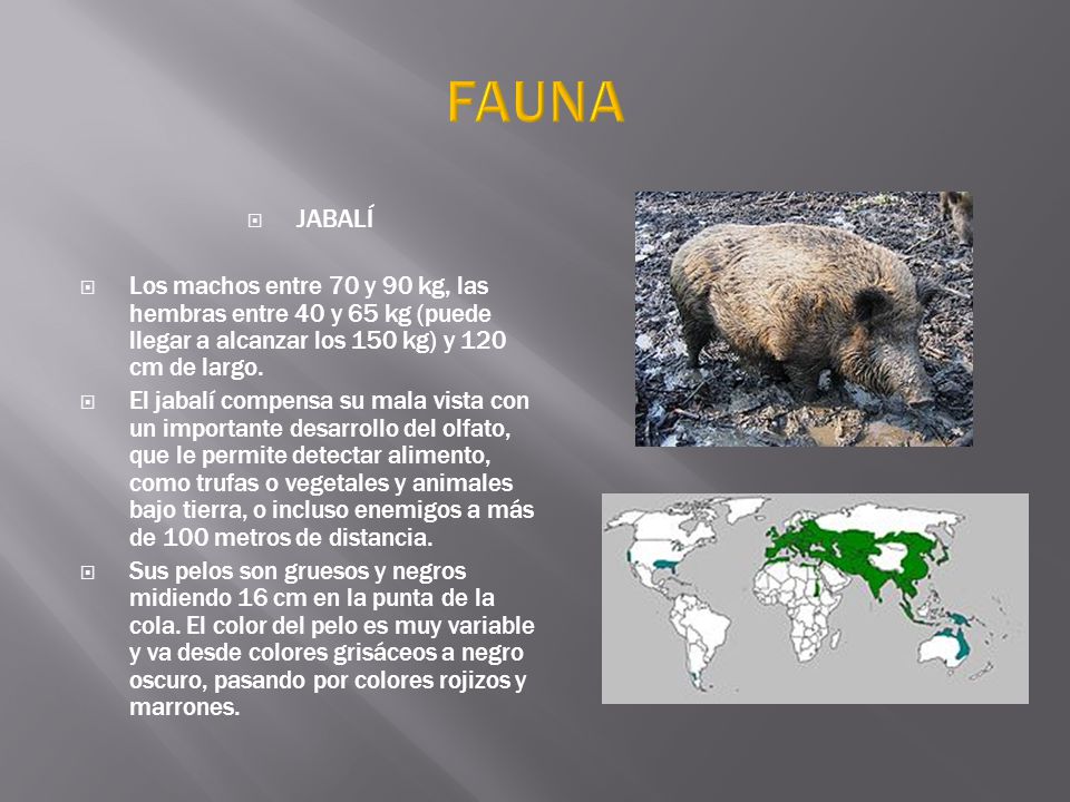 FAUNA JABALÍ. Los machos entre 70 y 90 kg, las hembras entre 40 y 65 kg (puede llegar a alcanzar los 150 kg) y 120 cm de largo.