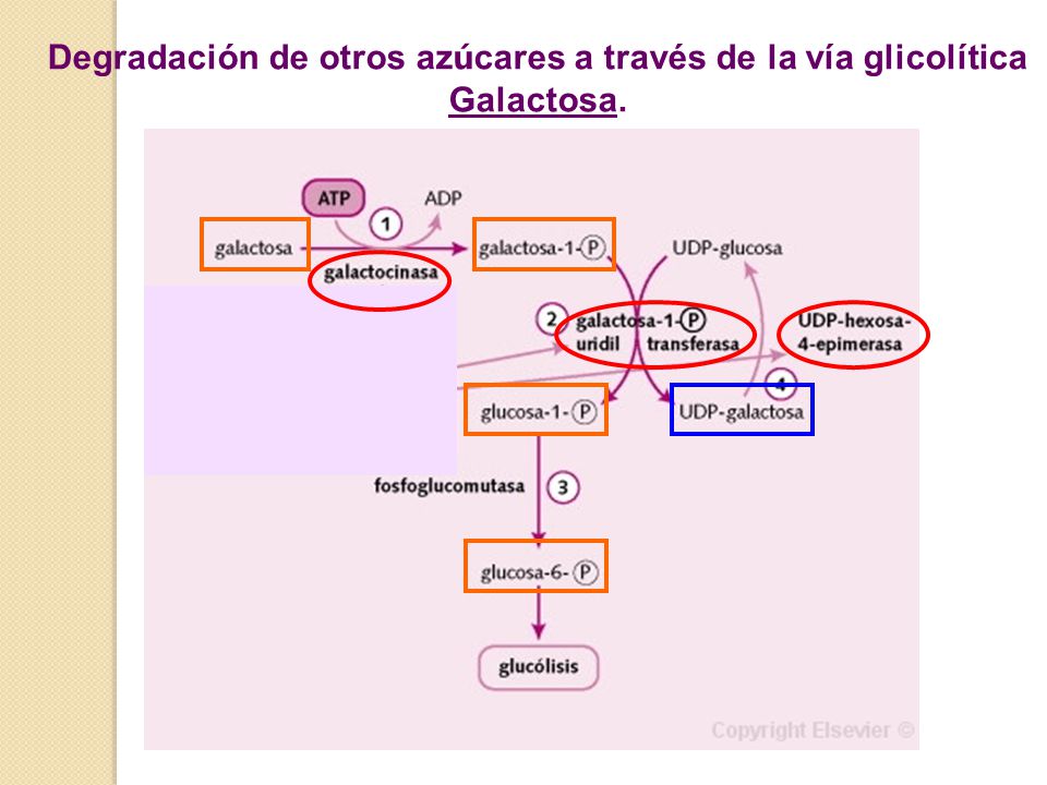 Degradación de otros azúcares a través de la vía glicolítica Galactosa.