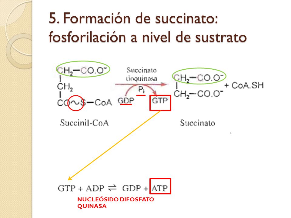 5. Formación de succinato: fosforilación a nivel de sustrato