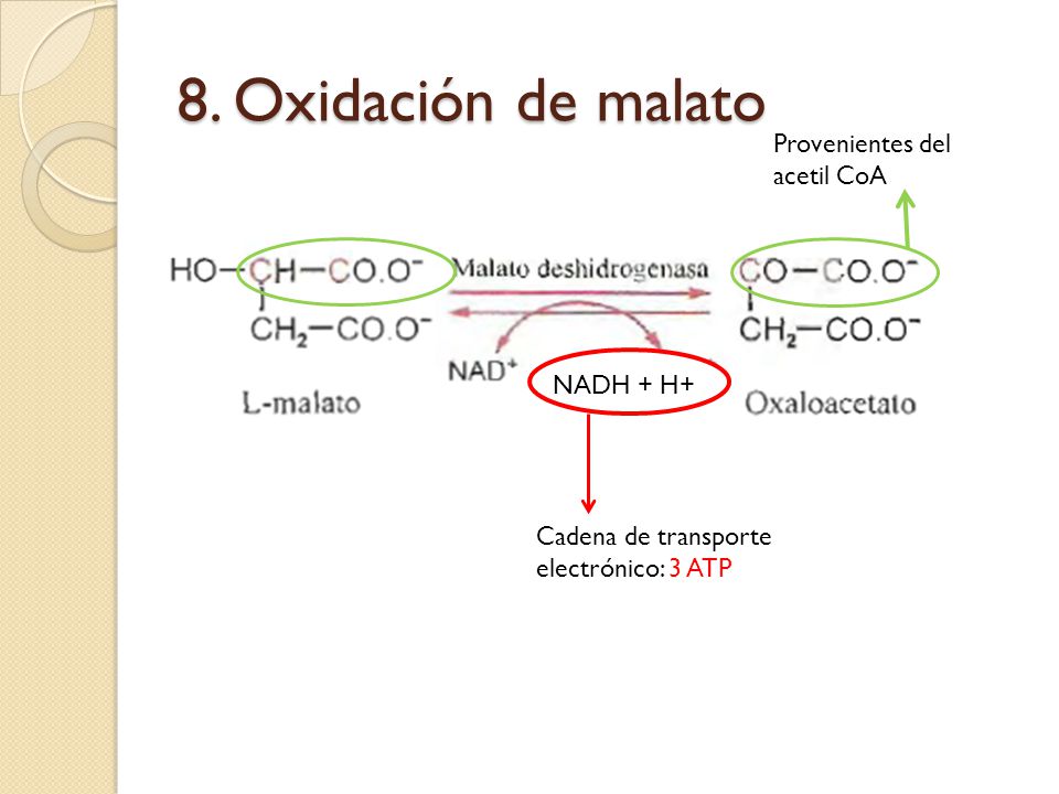 8. Oxidación de malato Provenientes del acetil CoA NADH + H+