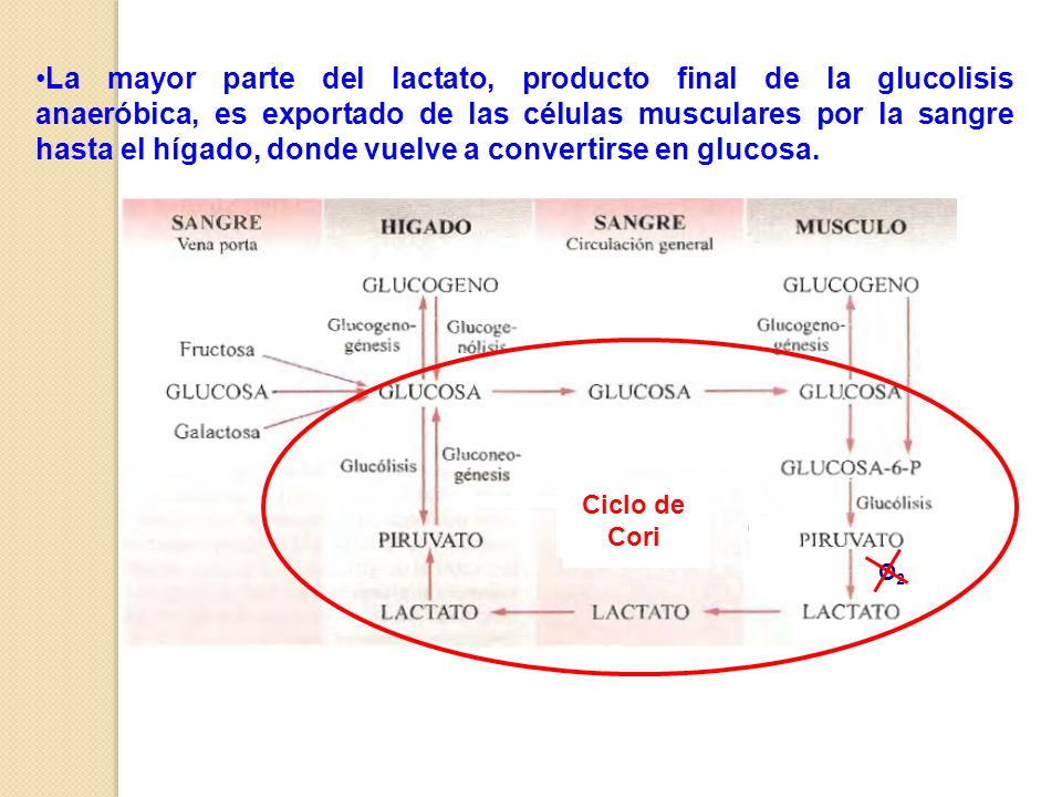 La mayor parte del lactato, producto final de la glucolisis anaeróbica, es exportado de las células musculares por la sangre hasta el hígado, donde vuelve a convertirse en glucosa.