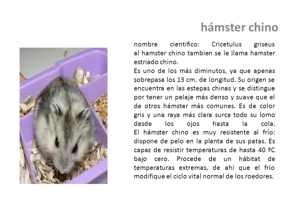 hámster chino nombre cientifico: Cricetulus griseus al hamster chino tambien se le llama hamster estriado chino.