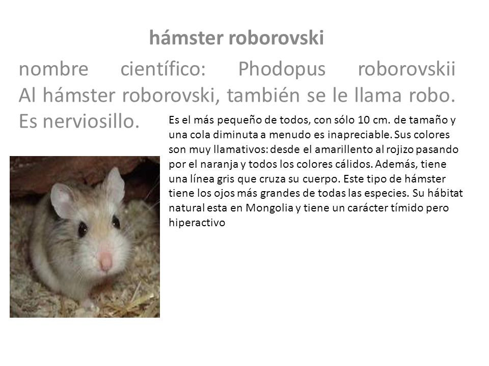 hámster roborovski nombre científico: Phodopus roborovskii Al hámster roborovski, también se le llama robo. Es nerviosillo.