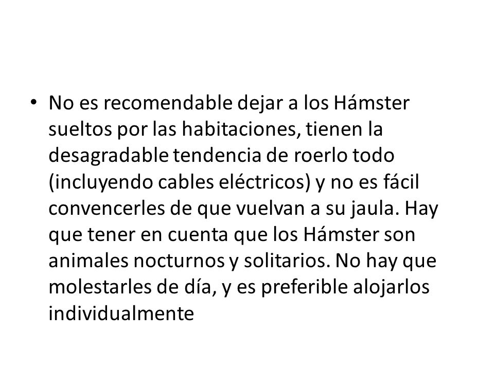No es recomendable dejar a los Hámster sueltos por las habitaciones, tienen la desagradable tendencia de roerlo todo (incluyendo cables eléctricos) y no es fácil convencerles de que vuelvan a su jaula.