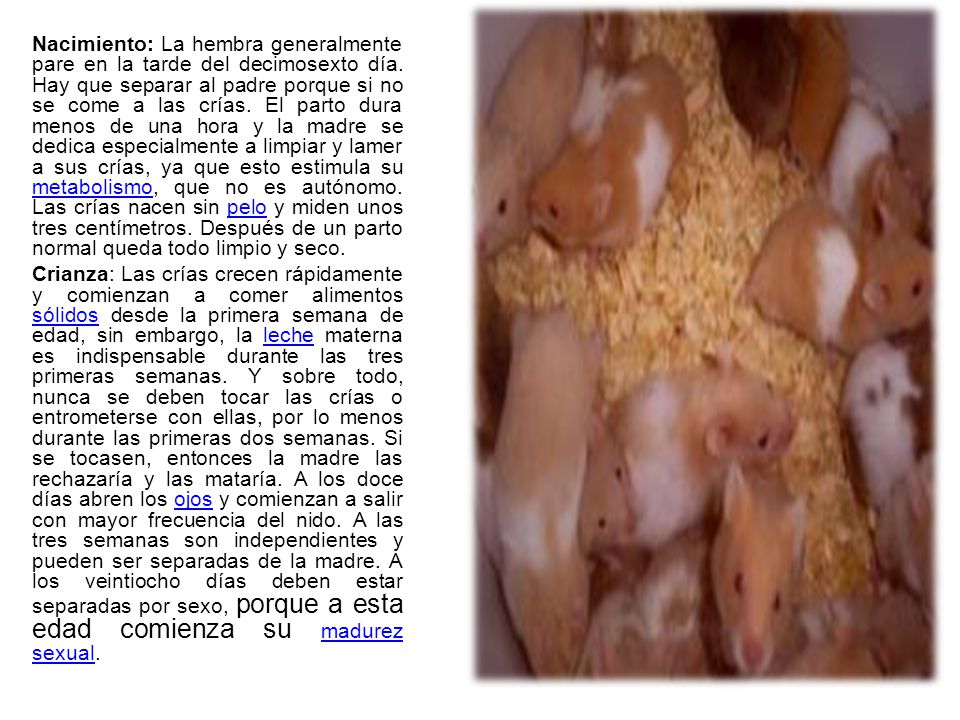 Nacimiento: La hembra generalmente pare en la tarde del decimosexto día. Hay que separar al padre porque si no se come a las crías. El parto dura menos de una hora y la madre se dedica especialmente a limpiar y lamer a sus crías, ya que esto estimula su metabolismo, que no es autónomo. Las crías nacen sin pelo y miden unos tres centímetros. Después de un parto normal queda todo limpio y seco.