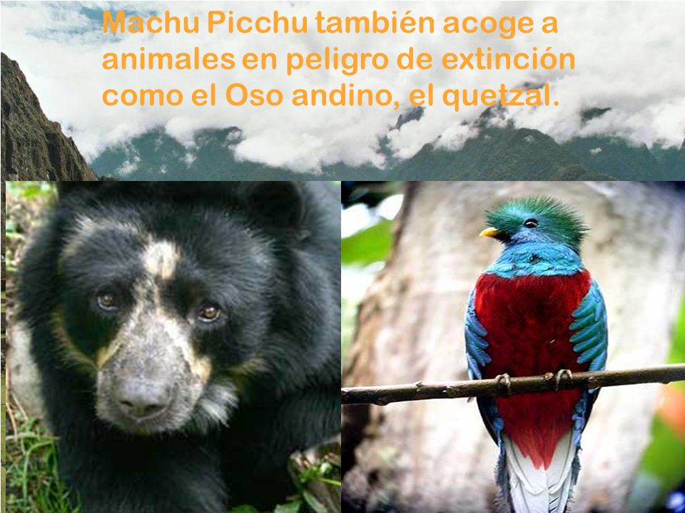 Machu Picchu también acoge a animales en peligro de extinción como el Oso andino, el quetzal.