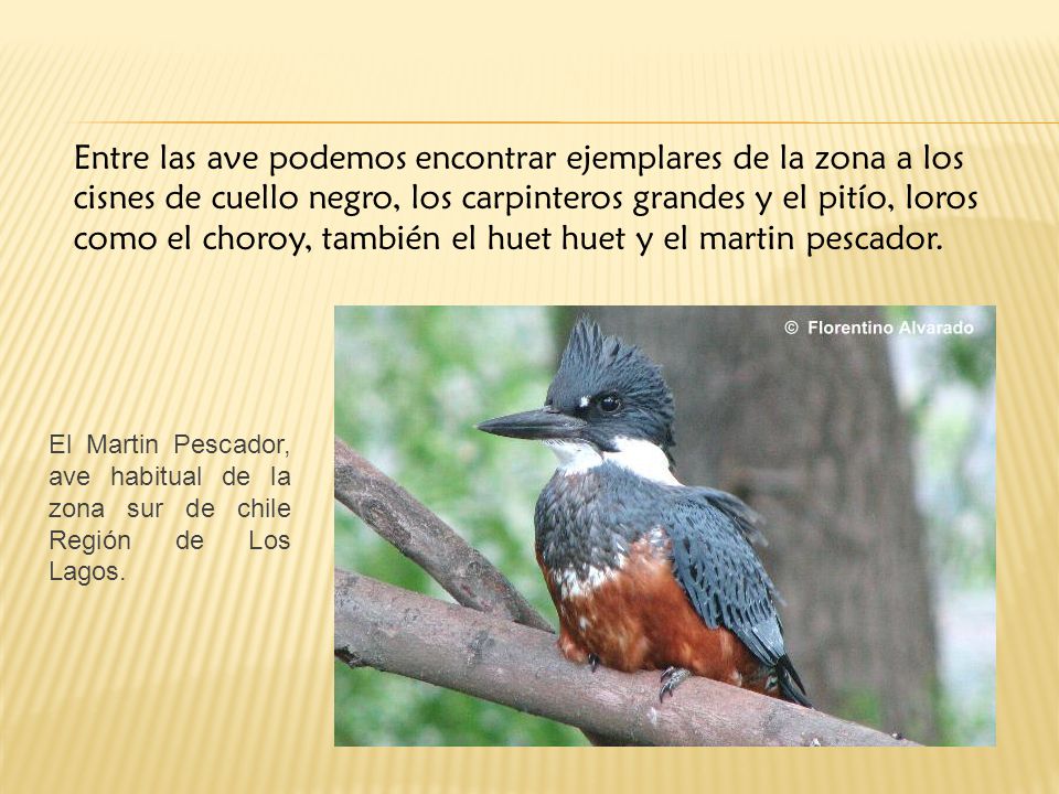 Entre las ave podemos encontrar ejemplares de la zona a los cisnes de cuello negro, los carpinteros grandes y el pitío, loros como el choroy, también el huet huet y el martin pescador.