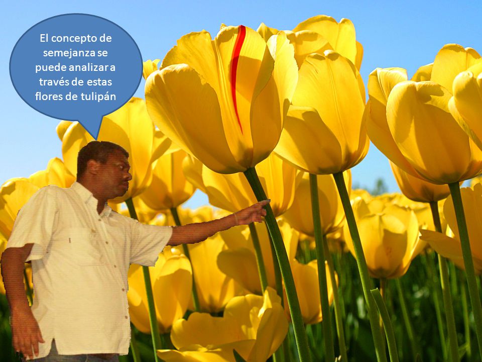 El concepto de semejanza se puede analizar a través de estas flores de tulipán