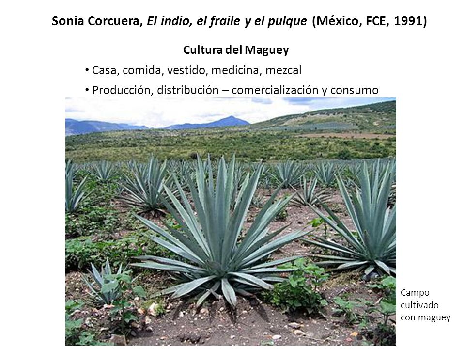 Sonia Corcuera, El indio, el fraile y el pulque (México, FCE, 1991)