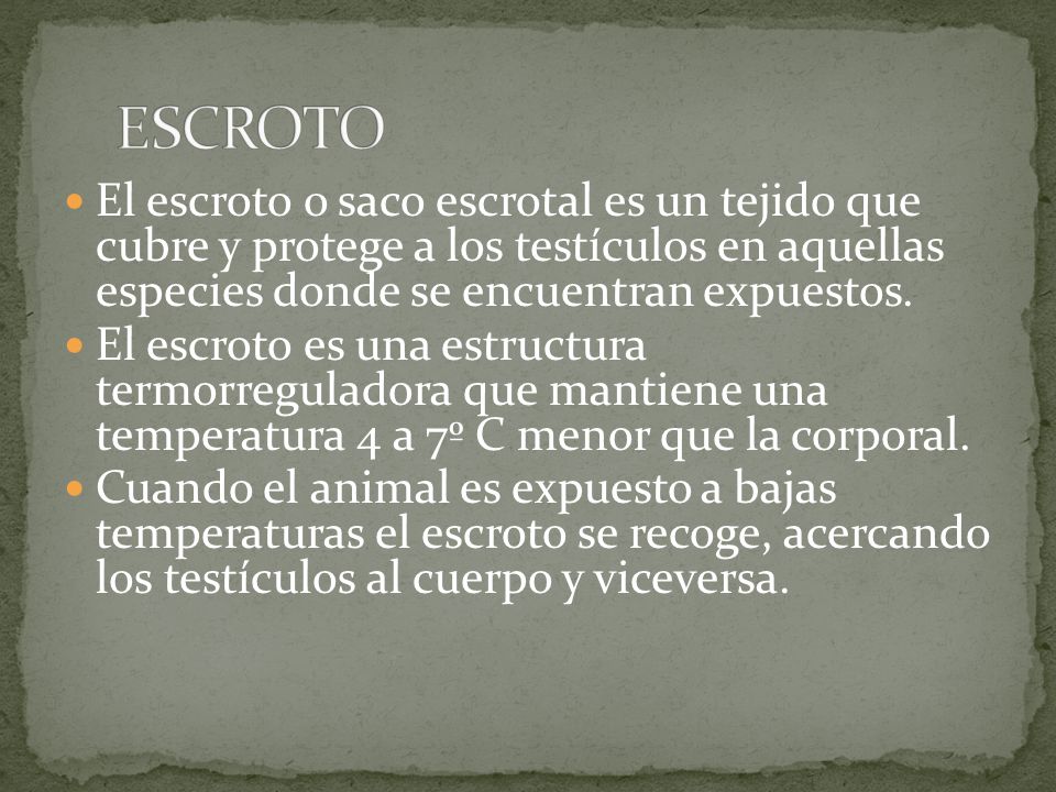 ESCROTO El escroto o saco escrotal es un tejido que cubre y protege a los testículos en aquellas especies donde se encuentran expuestos.