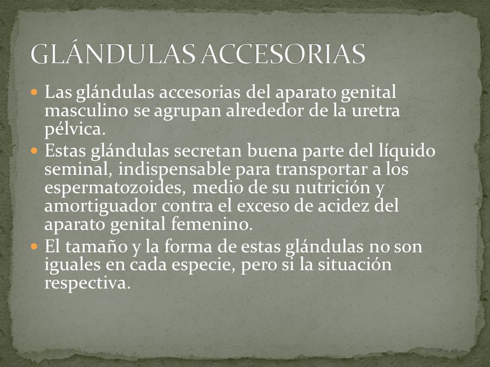 GLÁNDULAS ACCESORIAS Las glándulas accesorias del aparato genital masculino se agrupan alrededor de la uretra pélvica.