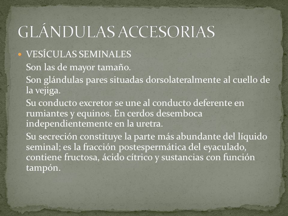 GLÁNDULAS ACCESORIAS VESÍCULAS SEMINALES Son las de mayor tamaño.