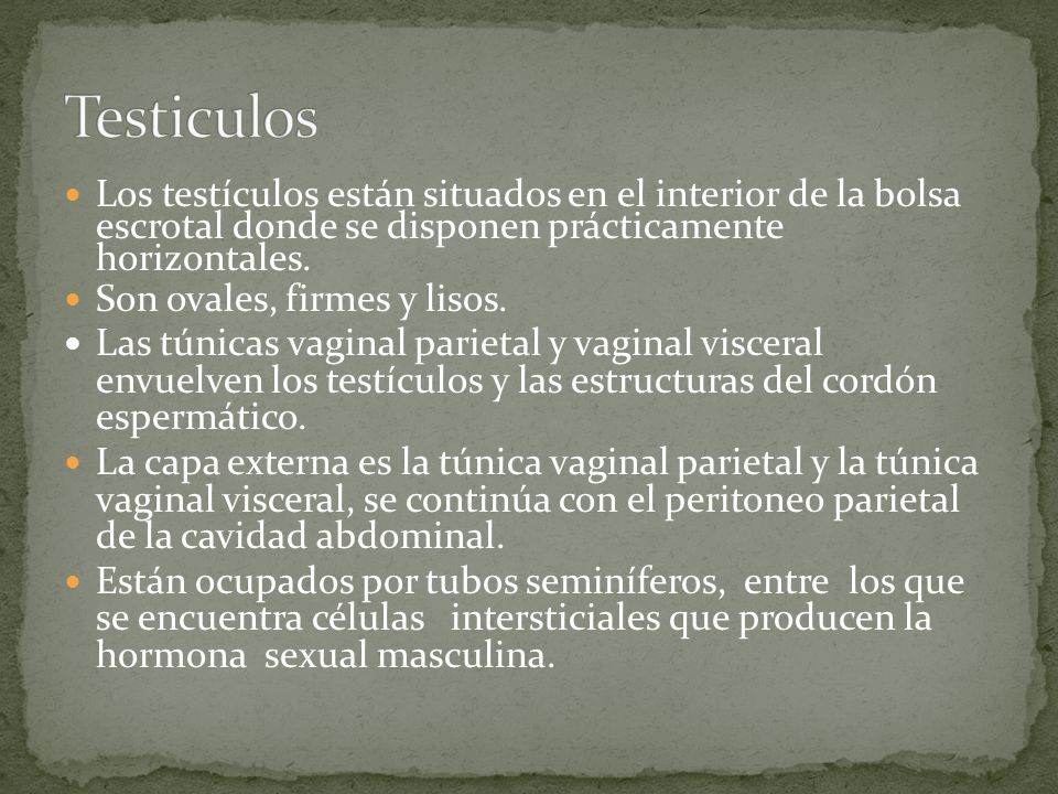 Testiculos Los testículos están situados en el interior de la bolsa escrotal donde se disponen prácticamente horizontales.