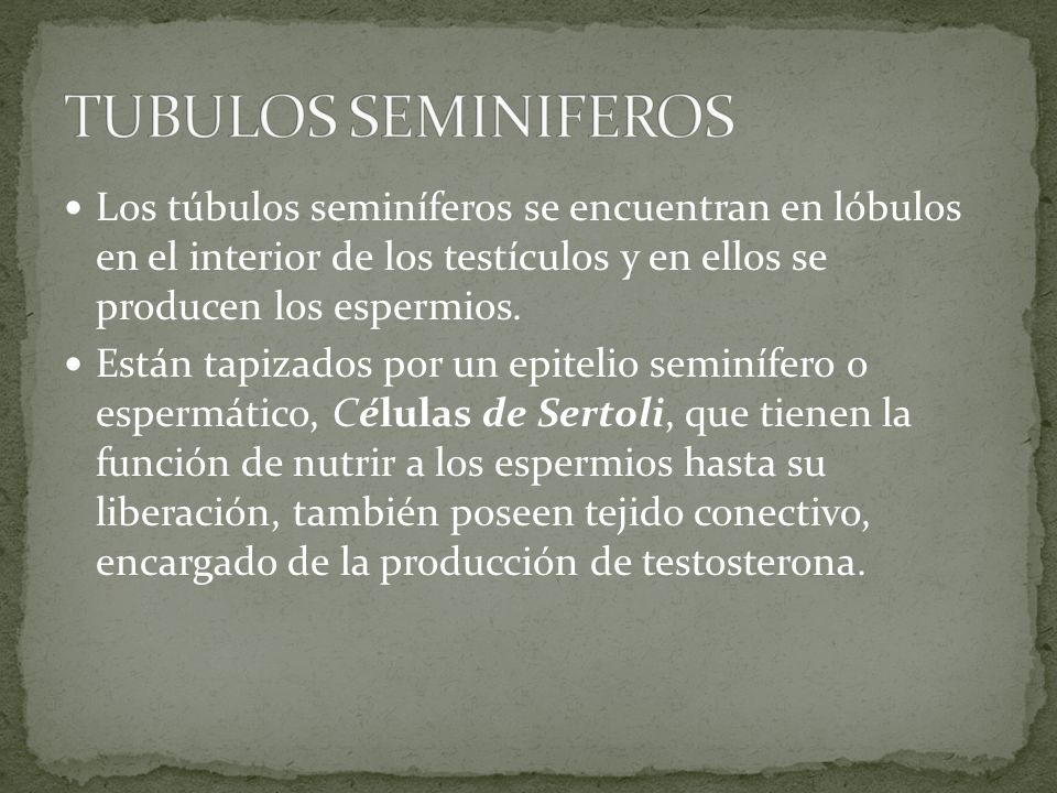 TUBULOS SEMINIFEROS Los túbulos seminíferos se encuentran en lóbulos en el interior de los testículos y en ellos se producen los espermios.