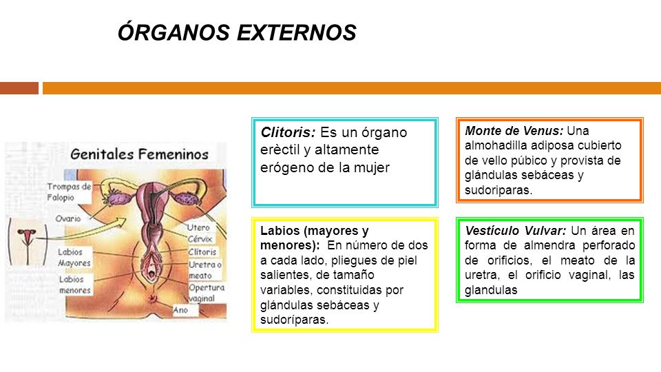 ÓRGANOS EXTERNOS Clitoris: Es un órgano erèctil y altamente erógeno de la mujer.