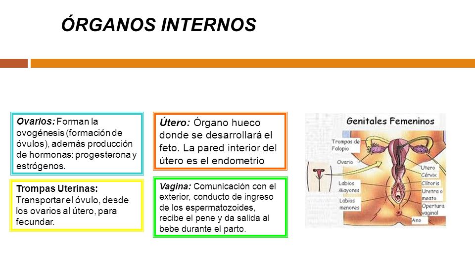 ÓRGANOS INTERNOS Ovarios: Forman la ovogénesis (formación de óvulos), además producción de hormonas: progesterona y estrógenos.