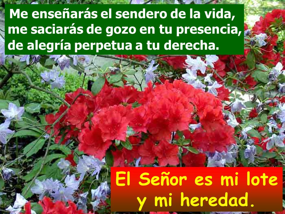 El Señor es mi lote y mi heredad.