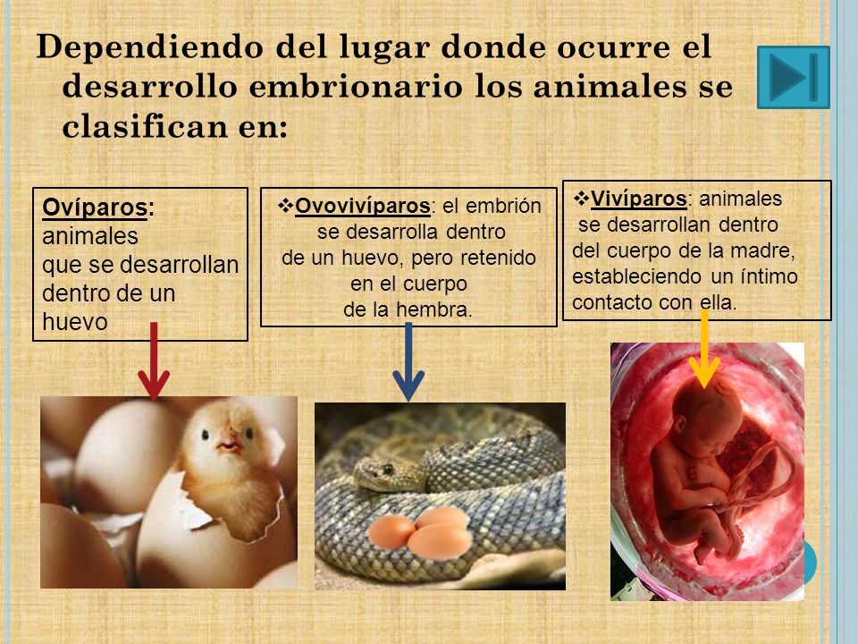 Dependiendo del lugar donde ocurre el desarrollo embrionario los animales se clasifican en: