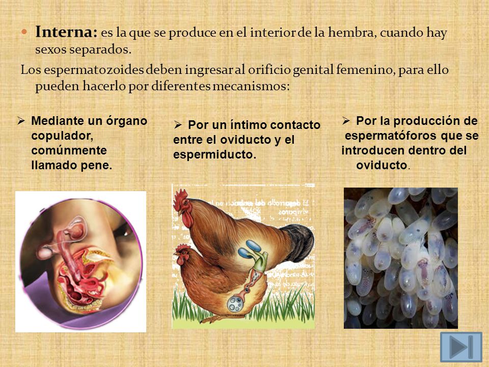 Interna: es la que se produce en el interior de la hembra, cuando hay sexos separados.